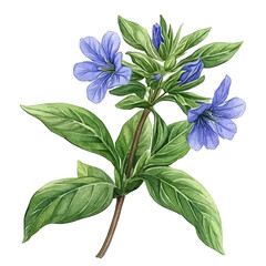 Scaevola Flower, watercolor drawing vector, isolated on a white background.