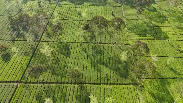Drone footage showing wide tea plantations on fertile land, featuring rich textures of tea bushes and natural trees in the morning light. Bedakah Tea Plantation, Indonesia.