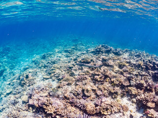 ネムリブカ, Whitetip reef shark, Triaenodon obesus, メジロザメ科,
美しいサンゴ礁と熱帯魚の群れ。
嘉比島沖縄県
島尻郡慶良間諸島座間味島-2025
サンゴの産卵があり卵が漂う。沖縄本島から40km西方の諸島。30以上の島嶼群全体が国立公園に指定。珊瑚礁の青い海と白い砂浜は世界屈指の美。貴重な動植物が多数生息。
