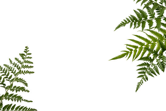 Green fern leaves natural border high resolution transparent png photo