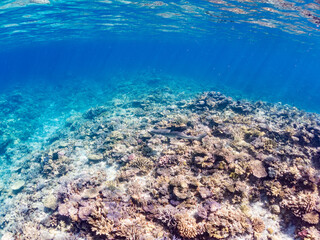 ネムリブカ, Whitetip reef shark, Triaenodon obesus, メジロザメ科,
美しいサンゴ礁と熱帯魚の群れ。
嘉比島沖縄県
島尻郡慶良間諸島座間味島-2025
サンゴの産卵があり卵が漂う。沖縄本島から40km西方の諸島。30以上の島嶼群全体が国立公園に指定。珊瑚礁の青い海と白い砂浜は世界屈指の美。貴重な動植物が多数生息。
