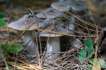 Tricholoma terreum, an edible wild mushroom commonly known as the grey knight or dirty tricholoma. Mushrooms in the nature