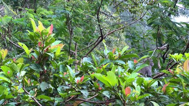 Monkeys sitting on a green tree branch in East Java, Indonesia. Wild monkeys living in the jungle. A family of wild macaques in the mountains near Mount Semeru. Asia. 4К