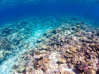 ネムリブカ, Whitetip reef shark, Triaenodon obesus, メジロザメ科,
美しいサンゴ礁と熱帯魚の群れ。
嘉比島沖縄県
島尻郡慶良間諸島座間味島-2025
サンゴの産卵があり卵が漂う。沖縄本島から40km西方の諸島。30以上の島嶼群全体が国立公園に指定。珊瑚礁の青い海と白い砂浜は世界屈指の美。貴重な動植物が多数生息。
