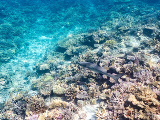 ネムリブカ, Whitetip reef shark, Triaenodon obesus,...