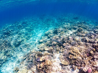 ネムリブカ, Whitetip reef shark, Triaenodon obesus, メジロザメ科,
美しいサンゴ礁と熱帯魚の群れ。
嘉比島沖縄県
島尻郡慶良間諸島座間味島-2025
サンゴの産卵があり卵が漂う。沖縄本島から40km西方の諸島。30以上の島嶼群全体が国立公園に指定。珊瑚礁の青い海と白い砂浜は世界屈指の美。貴重な動植物が多数生息。
