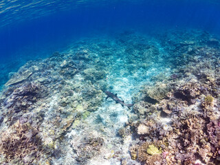ネムリブカ, Whitetip reef shark, Triaenodon obesus, メジロザメ科,
美しいサンゴ礁と熱帯魚の群れ。
嘉比島沖縄県
島尻郡慶良間諸島座間味島-2025
サンゴの産卵があり卵が漂う。沖縄本島から40km西方の諸島。30以上の島嶼群全体が国立公園に指定。珊瑚礁の青い海と白い砂浜は世界屈指の美。貴重な動植物が多数生息。
