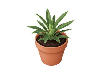 Fototapeta premium Small green succulent plant in a terracotta pot isolated on a