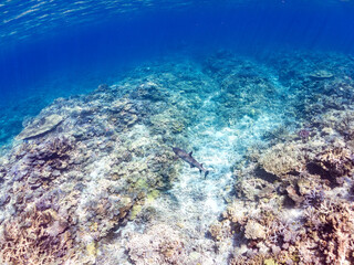 ネムリブカ, Whitetip reef shark, Triaenodon obesus, メジロザメ科,
美しいサンゴ礁と熱帯魚の群れ。
嘉比島沖縄県
島尻郡慶良間諸島座間味島-2025
サンゴの産卵があり卵が漂う。沖縄本島から40km西方の諸島。30以上の島嶼群全体が国立公園に指定。珊瑚礁の青い海と白い砂浜は世界屈指の美。貴重な動植物が多数生息。
