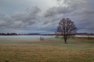 Landscape with a single tree in Gmina Korytnica, Masovia region of Poland