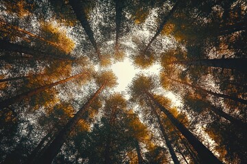 Tall trees with golden autumn leaves viewed from below against a bright sky, creating a peaceful and majestic natural canopy