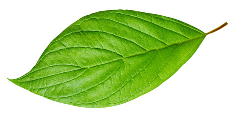 Tropical green leaf isolated on white background