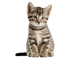 Obraz premium New born little cat isolated, young kitten facing forward, adorable kitten close-up portrait, isolated on a transparent background, professional pet photography