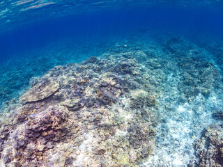 ネムリブカ, Whitetip reef shark, Triaenodon obesus,...