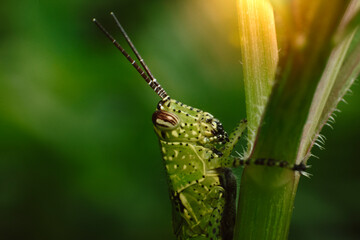 Green grasshopper on a leaf