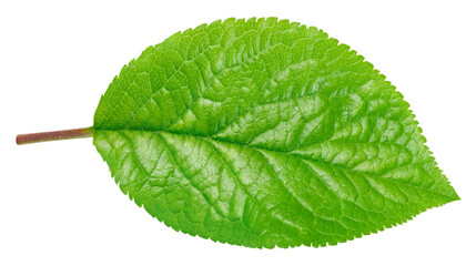 Plum leaf isolated on white background