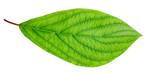 Green leaf isolated on white background
