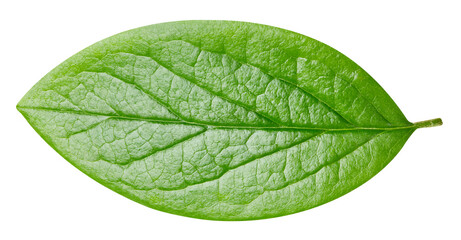 leaf isolated on white background