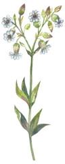 Bladder Campion British native flowers. Watercolor hand drawing painted illustration.