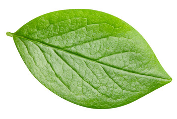 leaf isolated on white background