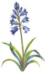 Bluebell British native flowers. Watercolor hand drawing painted illustration.