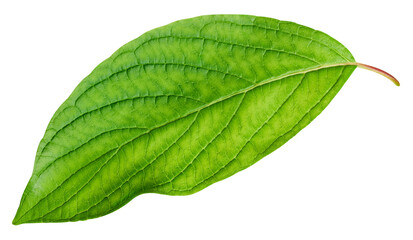 Green leaf isolated on white background