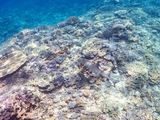 ネムリブカ, Whitetip reef shark, Triaenodon obesus, メジロザメ科,
美しいサンゴ礁と熱帯魚の群れ。
嘉比島沖縄県
島尻郡慶良間諸島座間味島-2025
サンゴの産卵があり卵が漂う。沖縄本島から40km西方の諸島。30以上の島嶼群全体が国立公園に指定。珊瑚礁の青い海と白い砂浜は世界屈指の美。貴重な動植物が多数生息。
