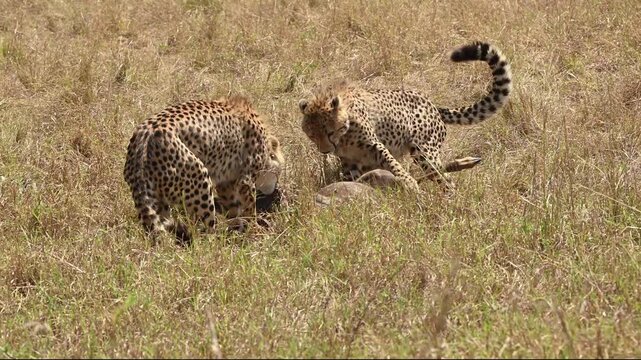 Nashipai cheetah and her cubs eating on a fresh kill, Masai Mara