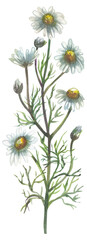 Chamomile British native flowers. Watercolor hand drawing painted illustration.