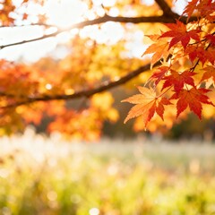 Obraz premium maple leaves in autumn close up