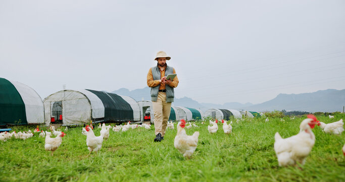 Chicken, farm and man with tablet for agriculture, poultry flock records or livestock update. Animal tracking, report and organic ranch with farmer for sustainable free range eggs in countryside