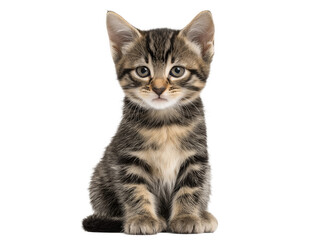 Obraz premium New born little cat isolated, young kitten facing forward, adorable kitten close-up portrait, isolated on a transparent background, professional pet photography