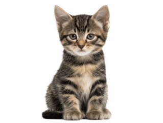 New born little cat isolated, young kitten facing forward, adorable kitten close-up portrait, isolated on a transparent background, professional pet photography
