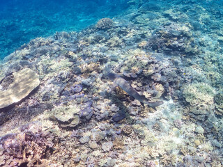 ネムリブカ, Whitetip reef shark, Triaenodon obesus,...