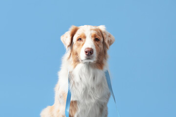 Cute Australian Shepherd dog with leash on blue background