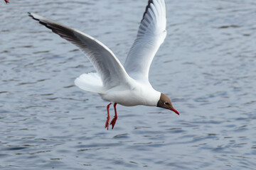 Black-headed gull in free flight above the water surface.