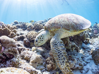 ゆったり食事するアオウミガメ。英名学名：Green Turtle, Green Sea Turtle (Chelonia mydas)

美しいサンゴ礁と熱帯魚の群れ。
嘉比島沖縄県
島尻郡慶良間諸島座間味島-2025
サンゴの産卵があり卵が漂う。沖縄本島から40km西方の諸島。30以上の島嶼群全体が国立公園に指定。珊瑚礁の青い海と白い砂浜は世界屈指の美。貴重な動植物が多数生息。
