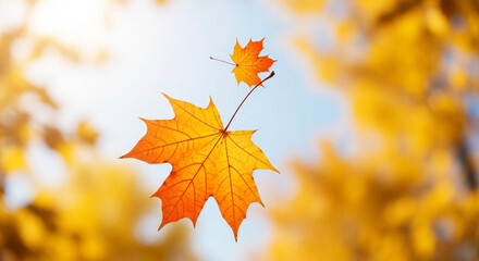 Obraz premium Vibrant autumn maple leaves falling against a bright sky.