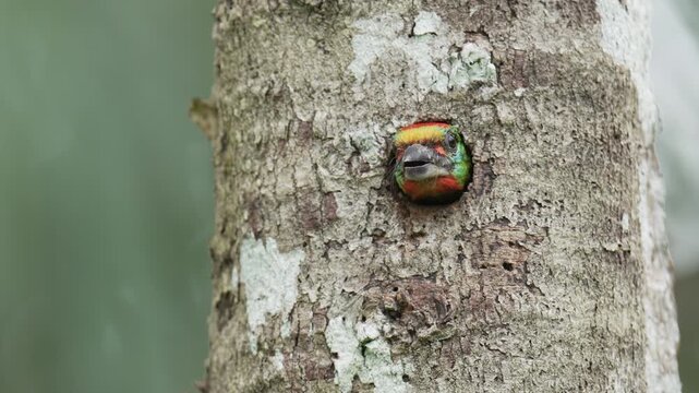 Blue-throated Barbet (	Psilopogon asiaticus ) in tree. Bird watching in natural habitats in the forest.