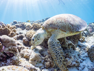 Obraz premium ゆったり食事するアオウミガメ。英名学名：Green Turtle, Green Sea Turtle (Chelonia mydas)美しいサンゴ礁と熱帯魚の群れ。 嘉比島沖縄県 島尻郡慶良間諸島座間味島-2025 サンゴの産卵があり卵が漂う。沖縄本島から40km西方の諸島。30以上の島嶼群全体が国立公園に指定。珊瑚礁の青い海と白い砂浜は世界屈指の美。貴重な動植物が多数生息。 
