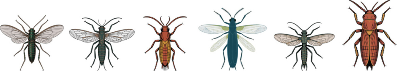 Vintage Insect and Bug Collection Vector: Detailed Engraving Style Illustration of Various Winged and Wingless Insects