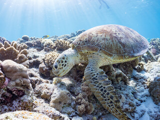 ゆったり食事するアオウミガメ。英名学名：Green Turtle, Green Sea Turtle...