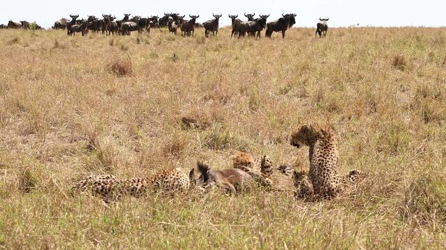 Nashipai cheetah and her cubs eating on a fresh kill, Masai Mara