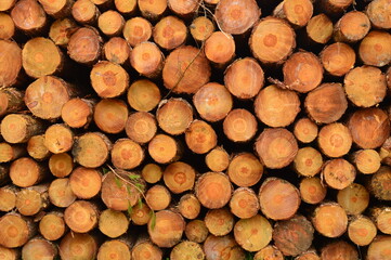 Stacked Tree Logs Showing Circular Cuts and Natural Wood Texture