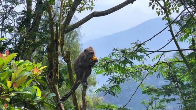 Monkeys sitting on a green tree branch in East Java, Indonesia. Wild monkeys living in the jungle. A family of wild macaques in the mountains near Mount Semeru. Asia. 4К