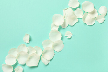 Beautiful white rose petals on turquoise background