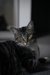portrait of a tabby cat with yellow eyes