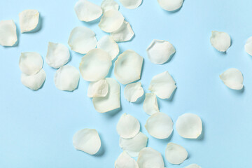 Beautiful white rose petals on blue background