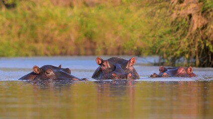 Hippo in Pool in morning light, Masai Mara