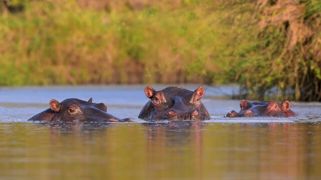 Hippo in Pool in morning light, Masai Mara